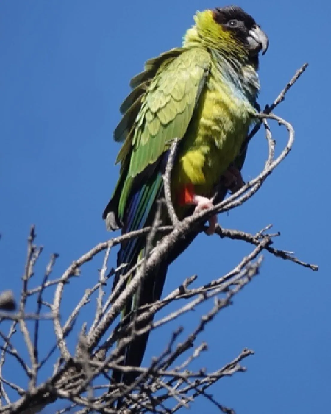 File:Nanday Parakeet (Aratinga nenday) from Malibu. (53044147479).jpg