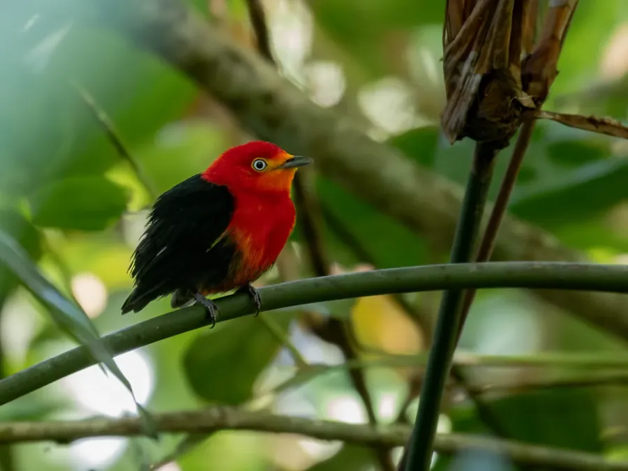 File:Pipra aureola Crimson-hooded Manakin (male), Macapá, Amapá, Brazil.jpg