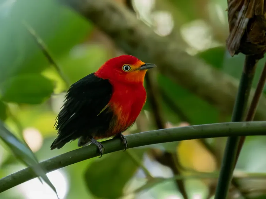 File:Pipra aureola Crimson-hooded Manakin (male), Macapá, Amapá, Brazil (cropped).jpg