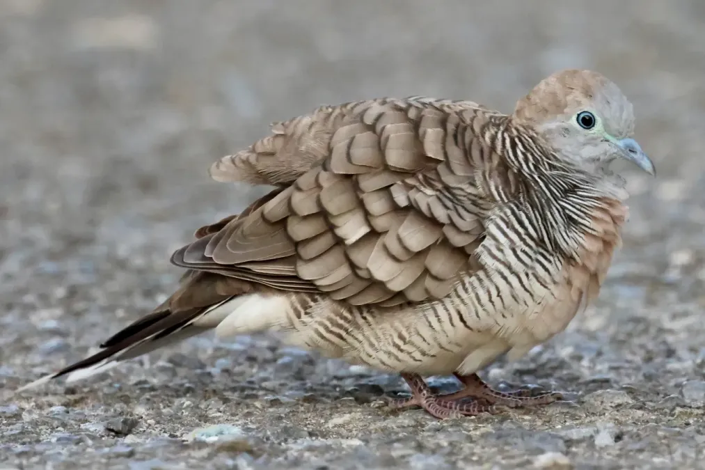 File:Geopelia striata (7 August 2023) 02.jpg