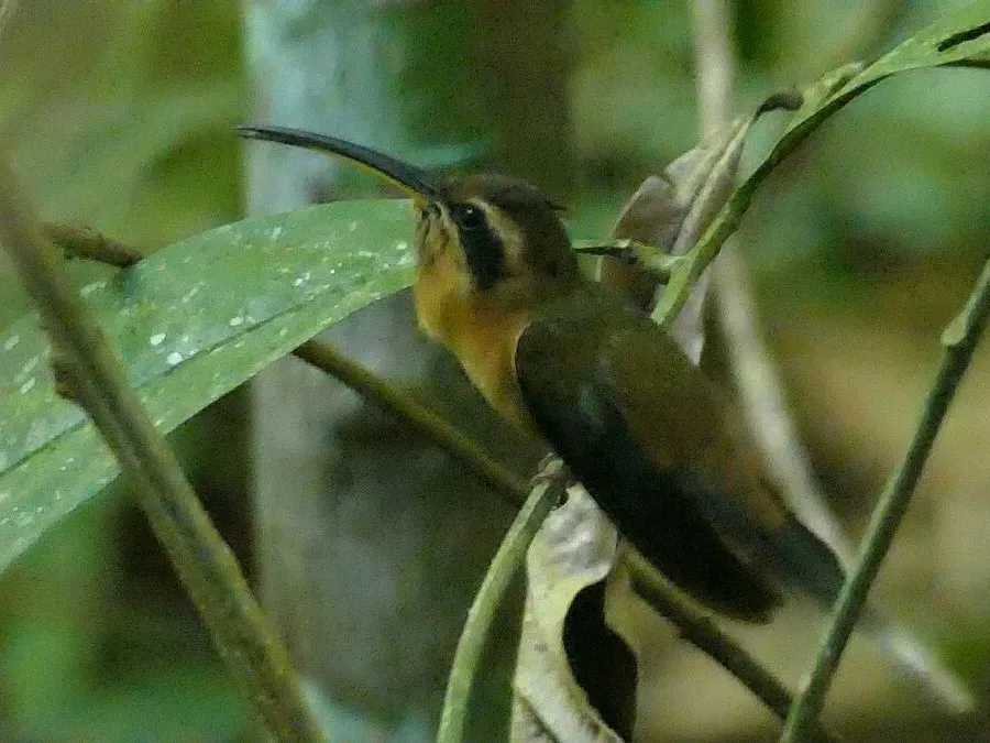 File:Little hermit (Phaethornis longuemareus) - male, French Guiana - 1.jpg