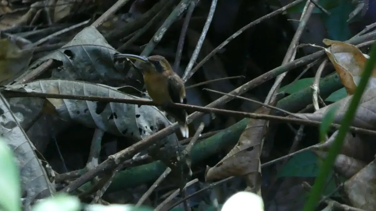 File:Little hermit (Phaethornis longuemareus) - male, French Guiana - 4.jpg