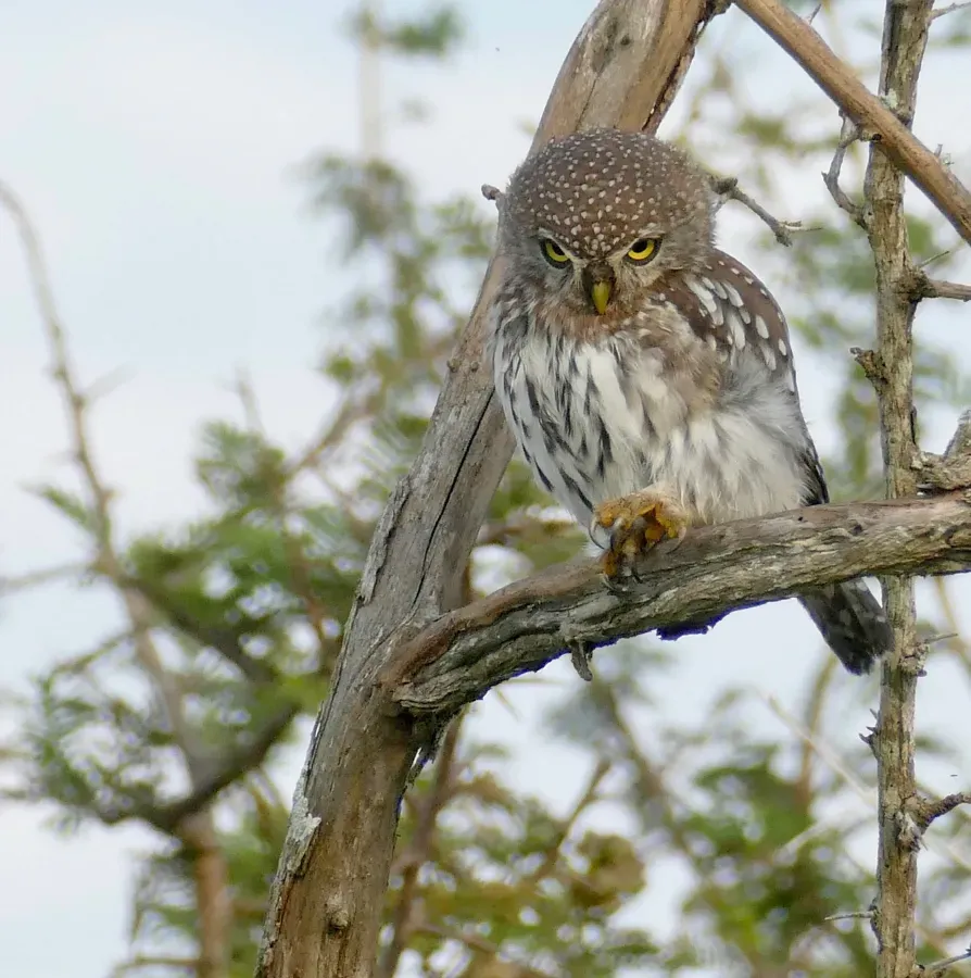 File:Pearl-spotted Owlet (Glaucidium perlatum) (53105747532).jpg