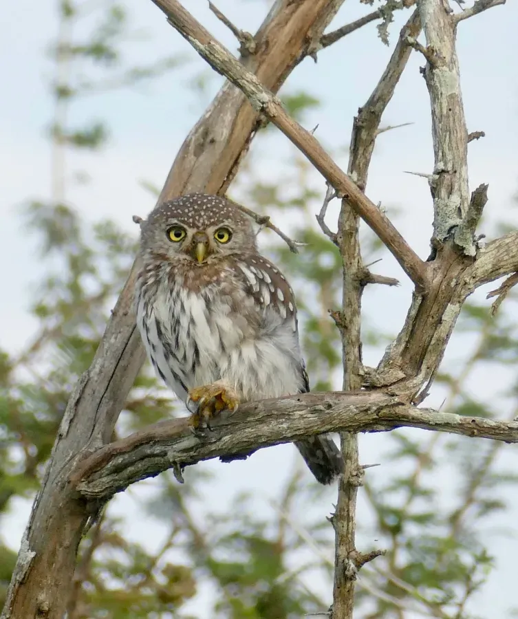 File:Pearl-spotted Owlet (Glaucidium perlatum) (53106728230).jpg