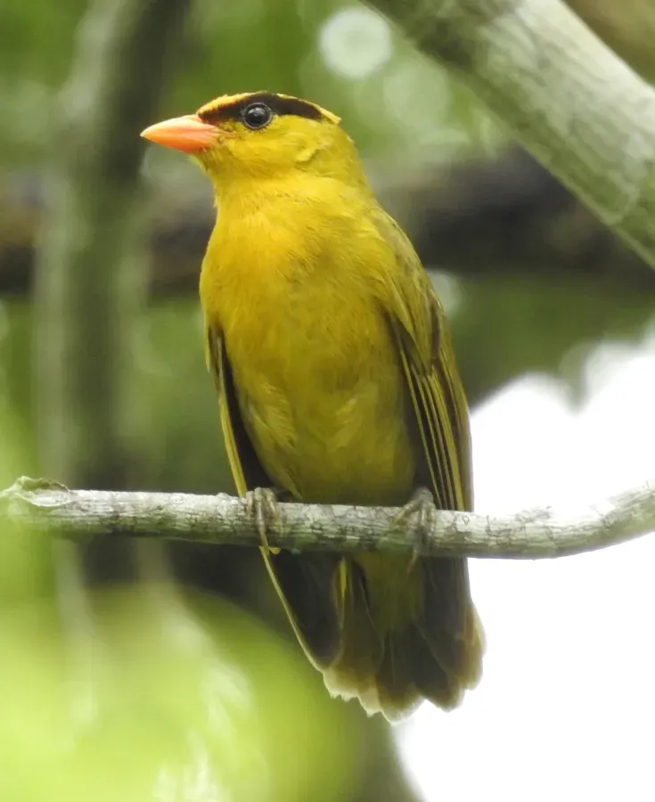 File:Heliothraupis oneilli (cropped).jpg