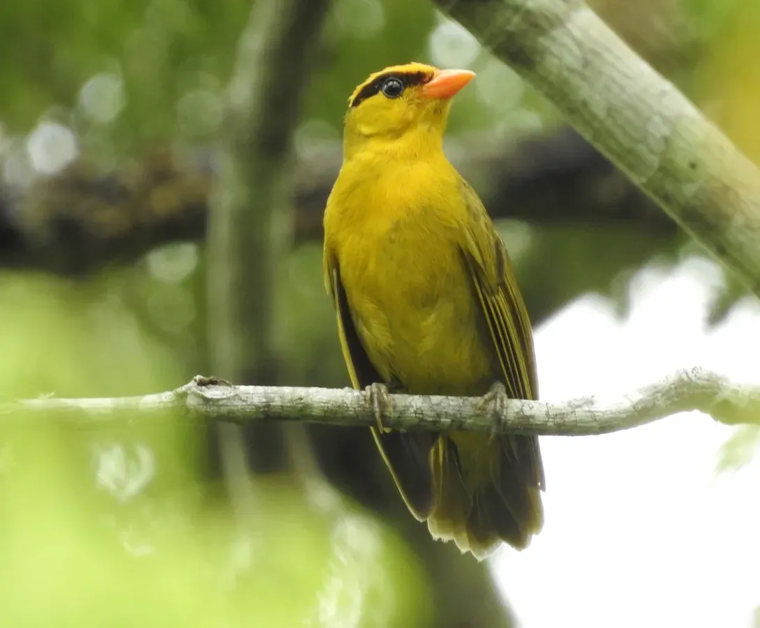 File:Heliothraupis oneilli (51647714562).jpg