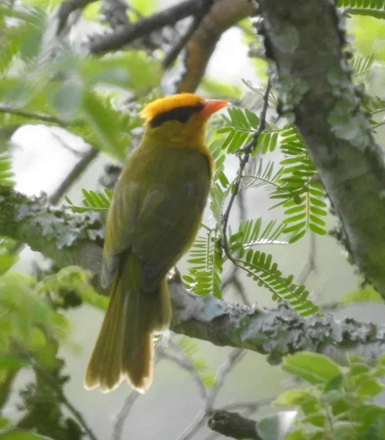 File:Heliothraupis oneilli (51649198319).jpg