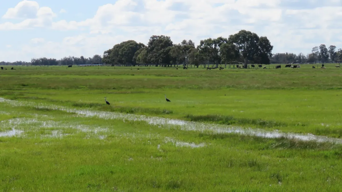 File:White-necked heron (Ardea pacifica) at Nirimba, Western Australia, August 2023 01.jpg