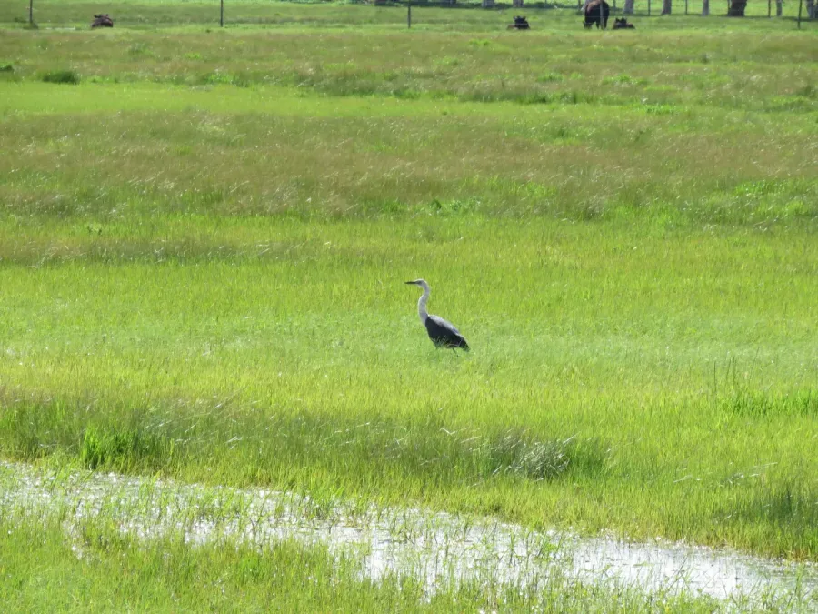 File:White-necked heron (Ardea pacifica) at Nirimba, Western Australia, August 2023 03.jpg