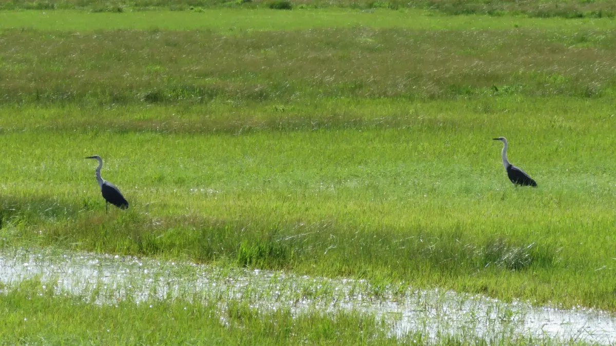 File:White-necked heron (Ardea pacifica) at Nirimba, Western Australia, August 2023 02.jpg