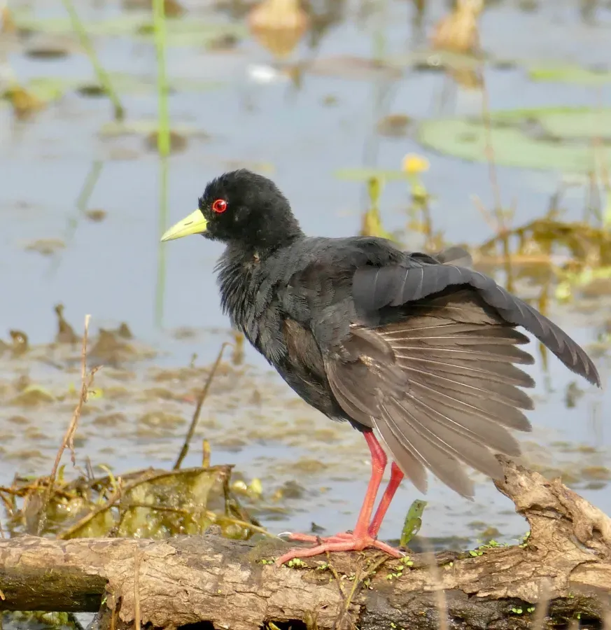 File:Black Crake (Zapornia flavirostra) (53115270824).jpg