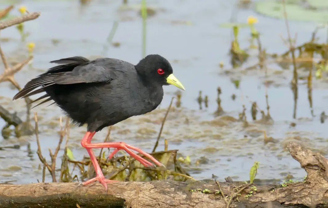File:Black Crake (Zapornia flavirostra) (53113582722).jpg