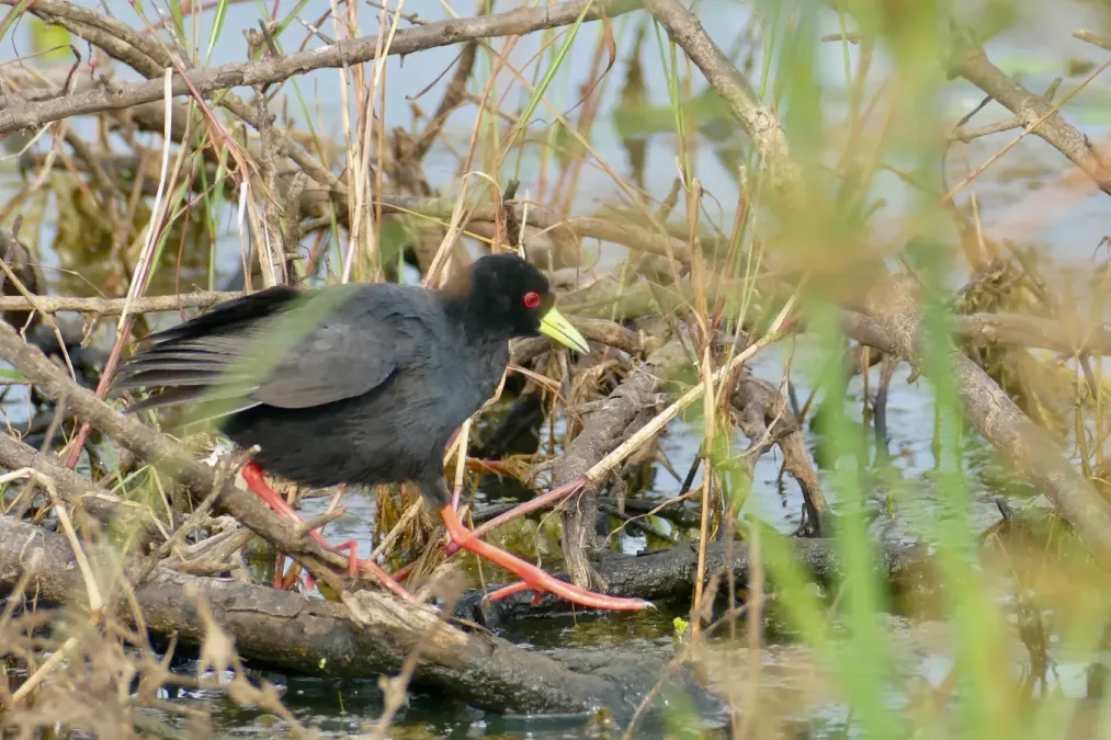 File:Black Crake (Zapornia flavirostra) (53112867797).jpg