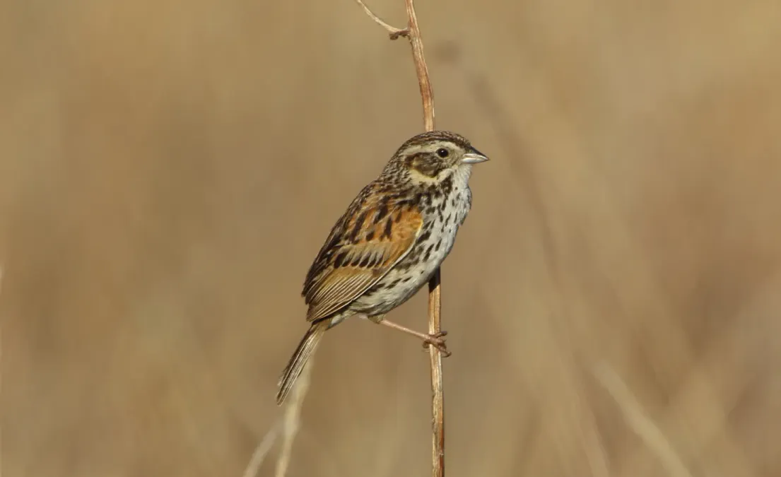 File:Xenospiza baileyi 202570677.jpg