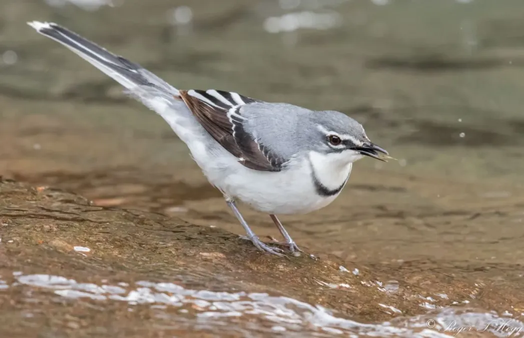 File:Motacilla clara torrentium 166788239.jpg