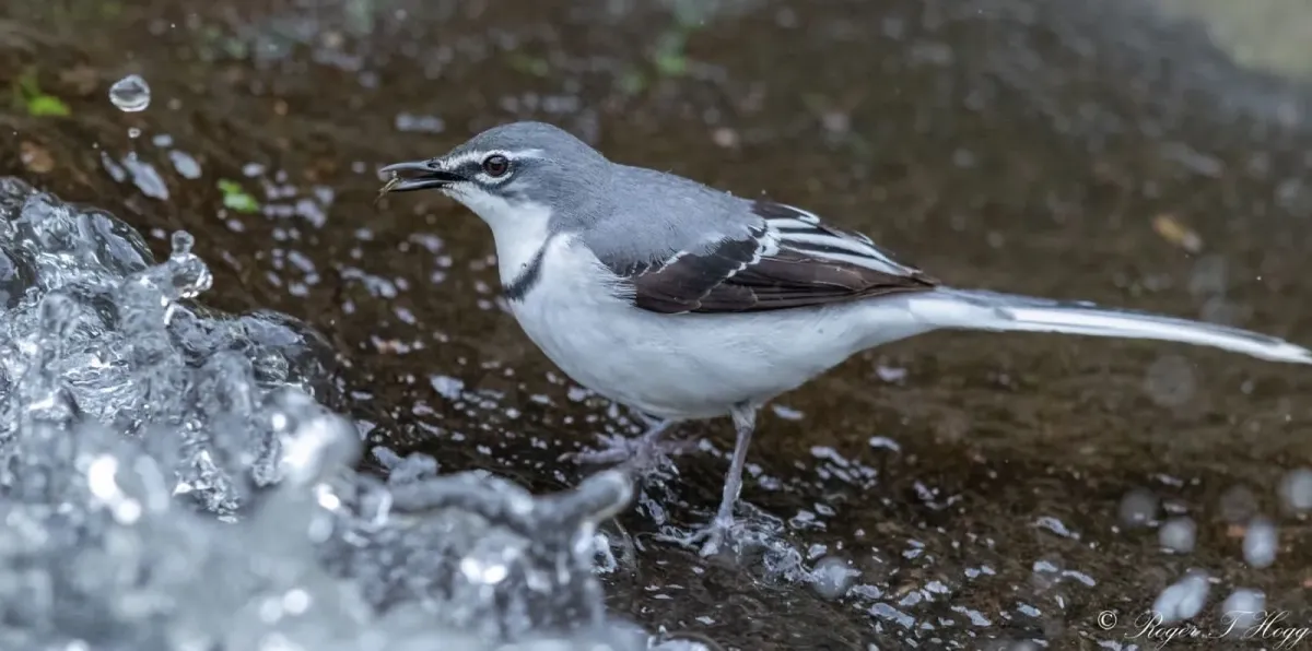 File:Motacilla clara torrentium 166788228.jpg