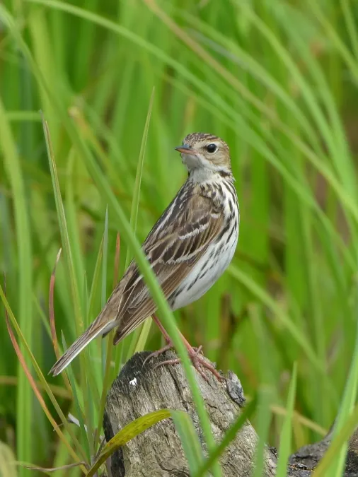 File:Anthus gustavi 214075656.jpg