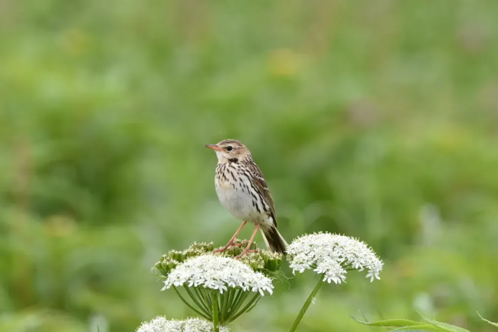 File:Anthus gustavi 306081574.jpg
