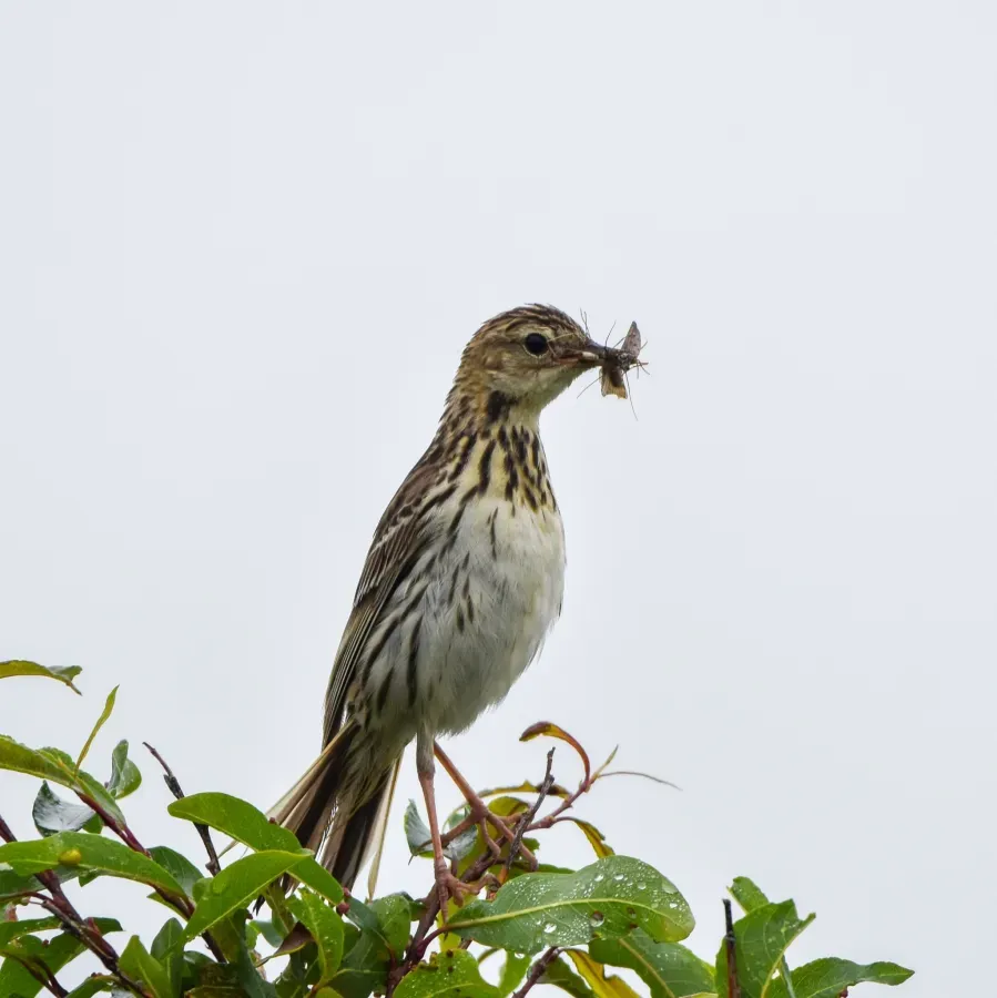 File:Anthus gustavi 146070128.jpg