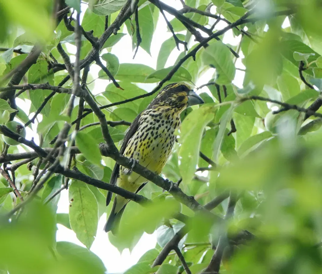 File:Mycerobas melanozanthos 78098630.jpg