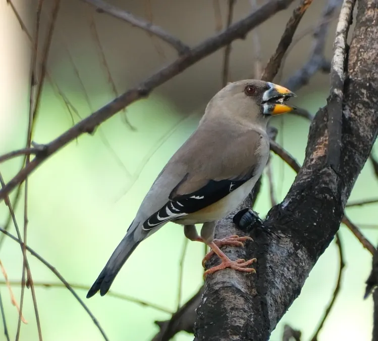 File:Eophona migratoria 281269109.jpg