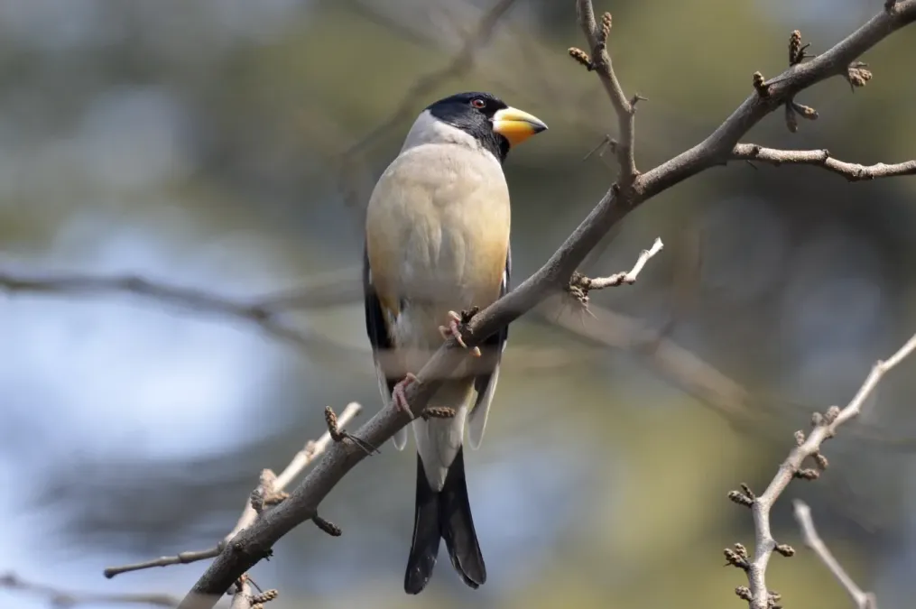 File:Eophona migratoria 180913300.jpg