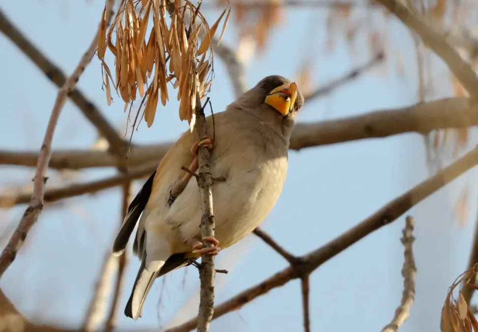 File:Eophona migratoria 172657423.jpg