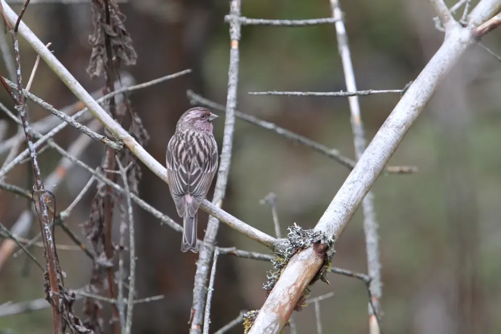 File:Carpodacus pulcherrimus 94311873.jpg