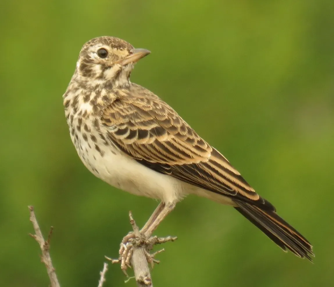 File:Pinarocorys nigricans 189372404, crop.jpg