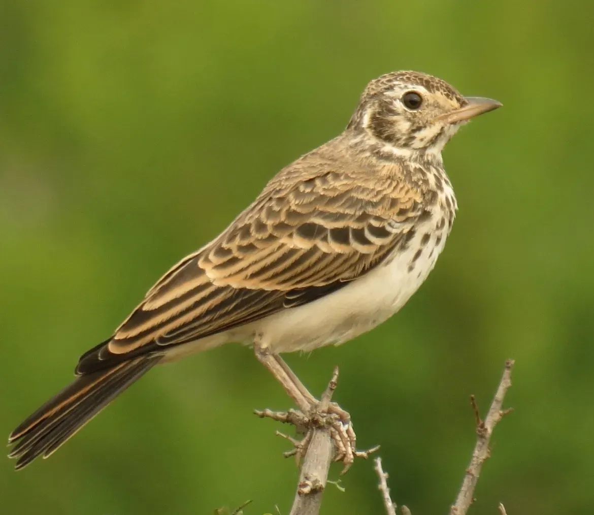 File:Pinarocorys nigricans 189372425, crop.jpg