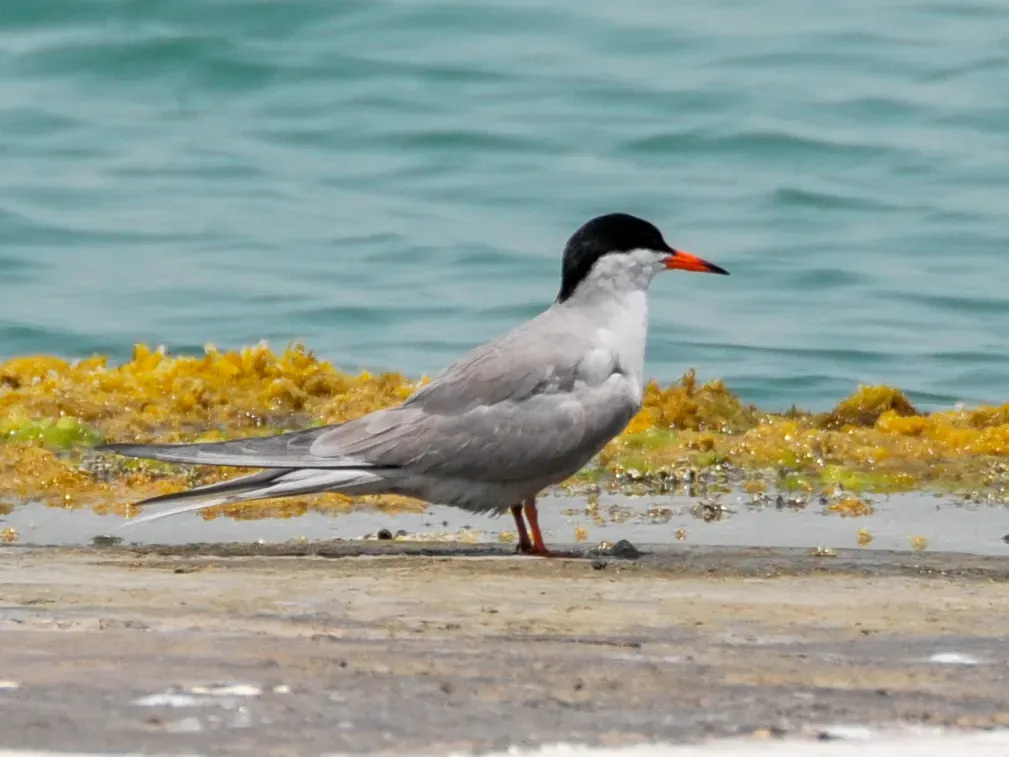 File:Sterna repressa, Bahrain 5.jpg