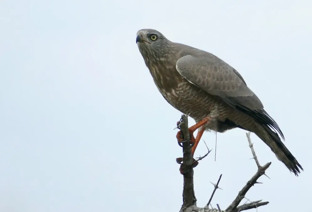 File:Dark Chanting-Goshawk (Melierax metabates) immature ... (53120176715).jpg