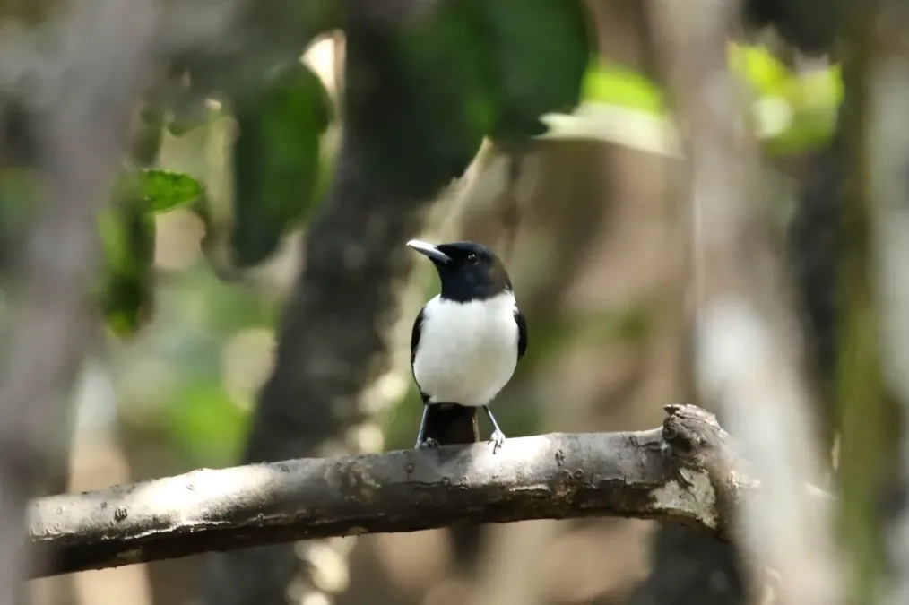 File:Monarcha godeffroyi 33803351.jpg