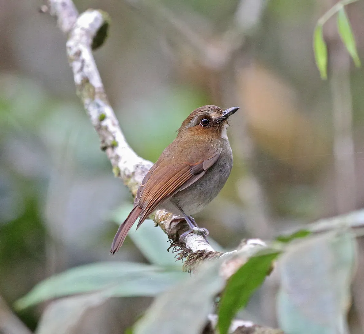 File:Vauriella gularis 102415335 (cropped).jpg