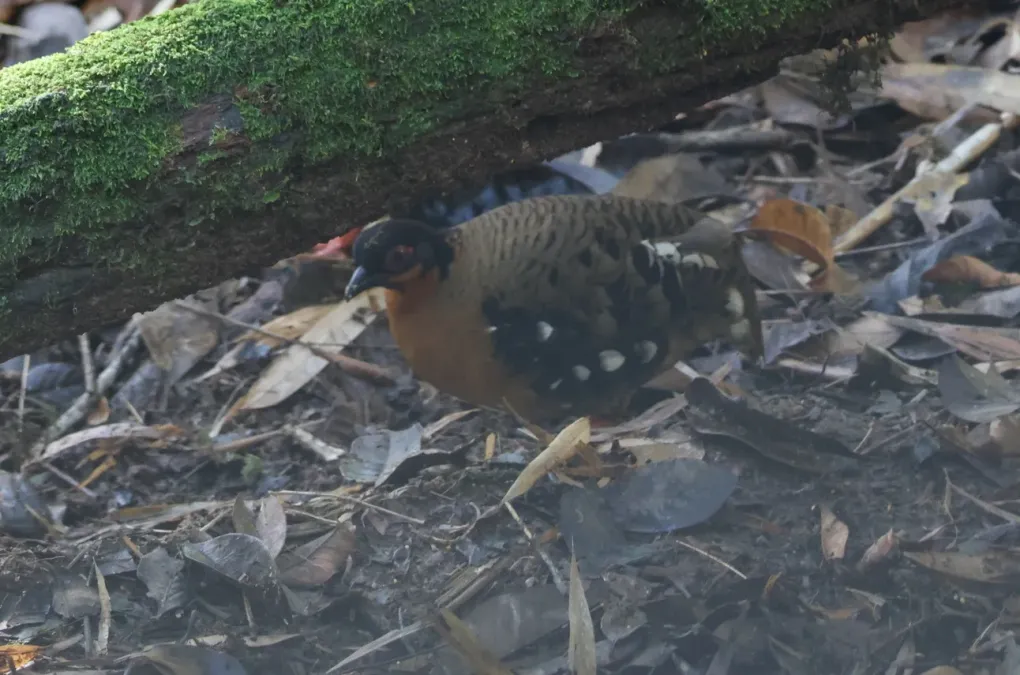 File:Arborophila hyperythra 266833343 (cropped).jpg