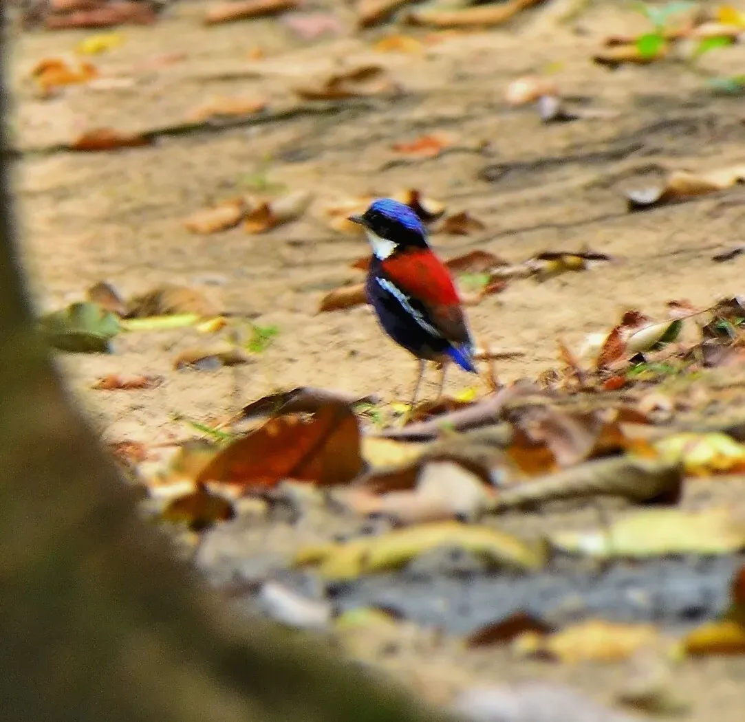 File:Hydrornis baudii 79616020 (cropped).jpg