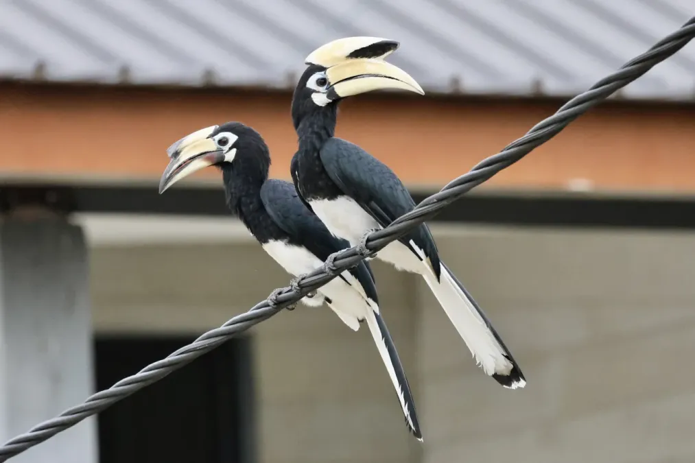File:Anthracoceros albirostris (Brunei) 2023-08-18.jpg
