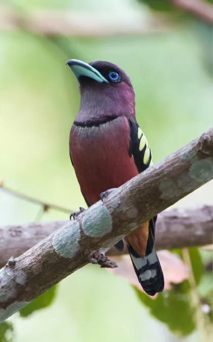 File:Eurylaimus javanicus - Khao Yai.jpg