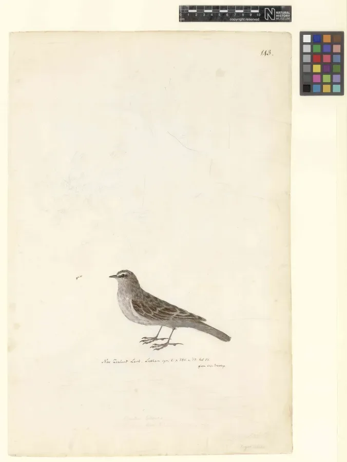 File:Forster Anthus novaeseelandiae.jpg