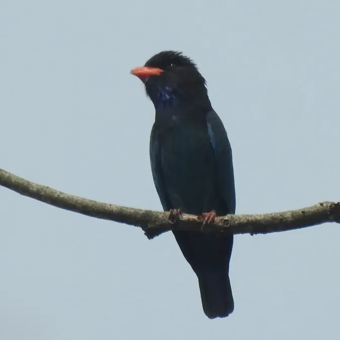File:Eurystomus orientalis 313479593.jpg