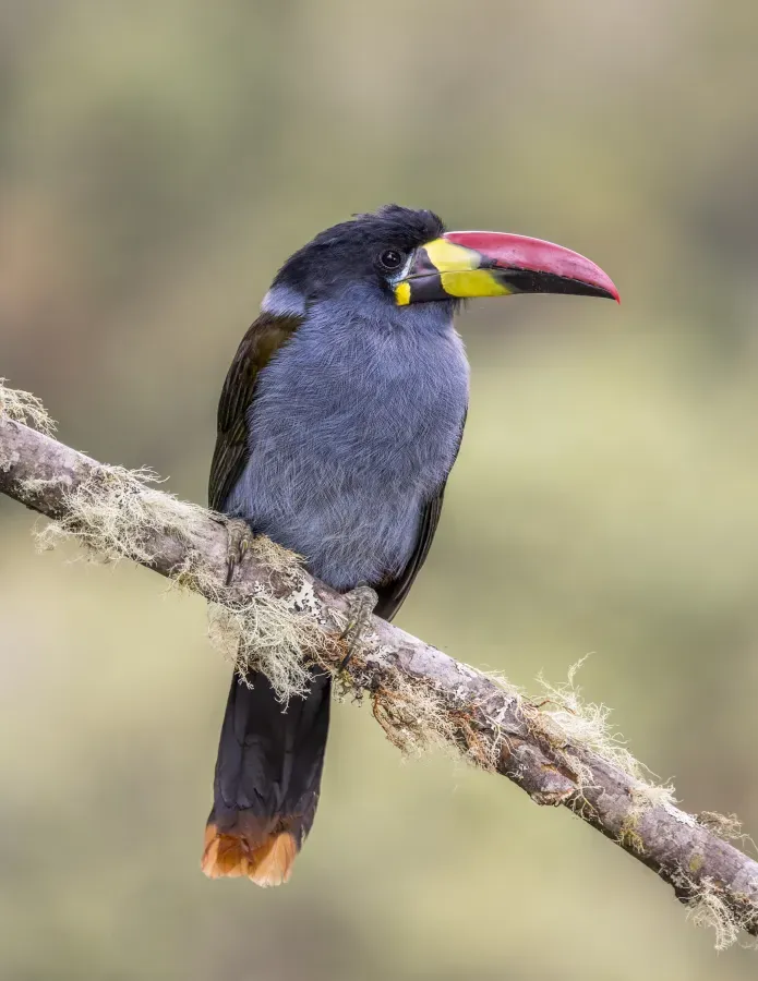 File:Grey-breasted mountain toucan (Andigena hypoglauca) Caldas.jpg