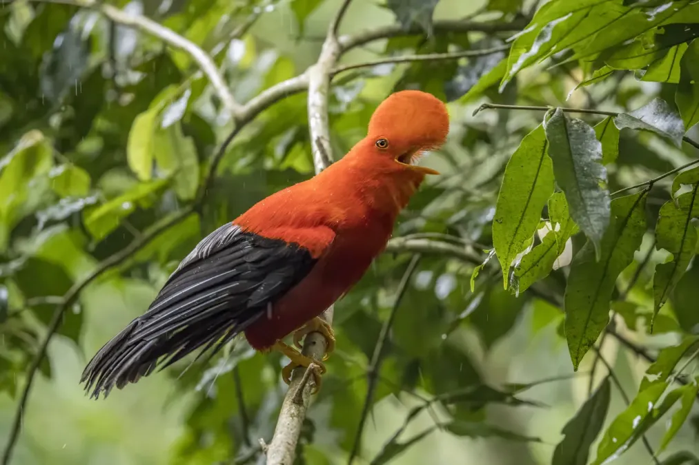 File:Andean cock-of-the-rock (Rupicola peruvianus sanguinolentus) male Antioquia 3.jpg