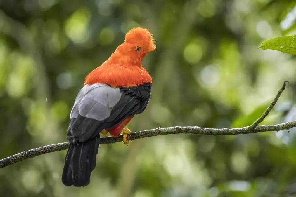 File:Andean cock-of-the-rock (Rupicola peruvianus sanguinolentus) male Antioquia 2.jpg