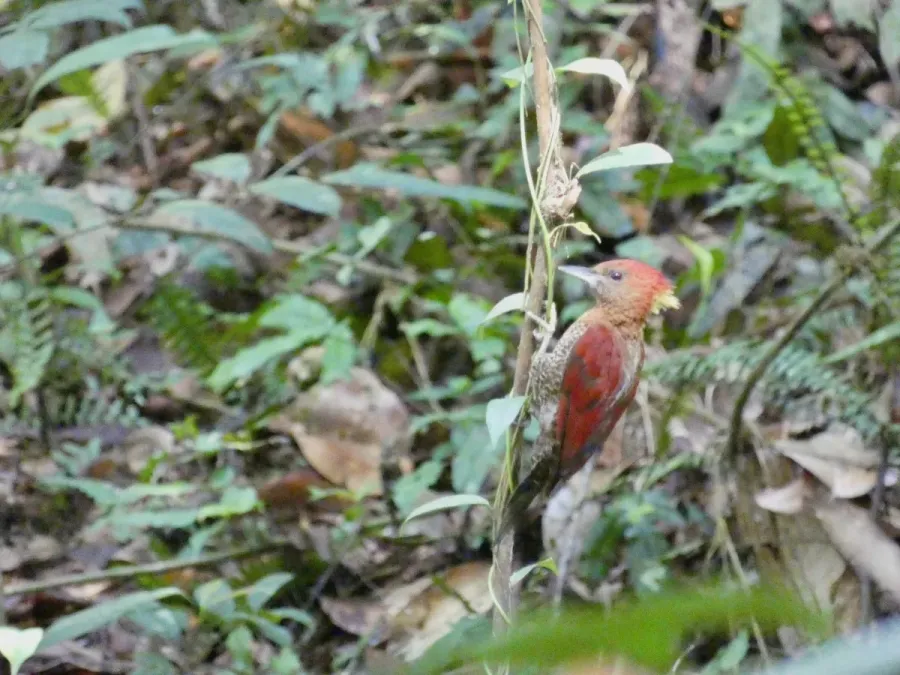 File:Chrysophlegma miniaceum 312859018.jpeg