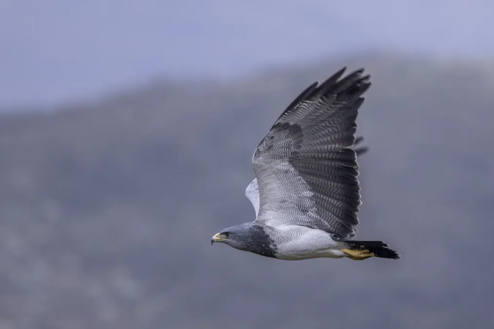 File:Black-chested buzzard-eagle (Geranoaetus melanoleucus australis) in flight Chingaza 3.jpg