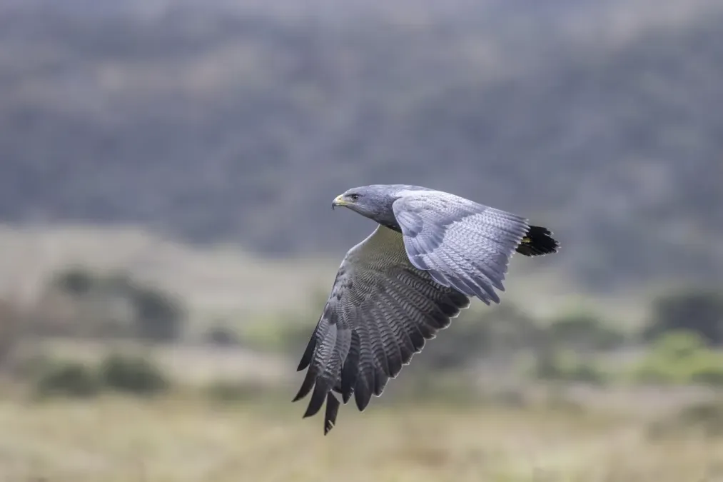 File:Black-chested buzzard-eagle (Geranoaetus melanoleucus australis) in flight Chingaza 2.jpg