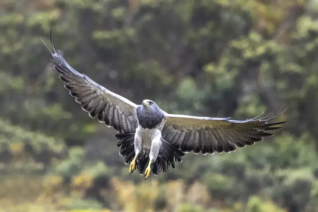 File:Black-chested buzzard-eagle (Geranoaetus melanoleucus australis) landing Chingaza.jpg
