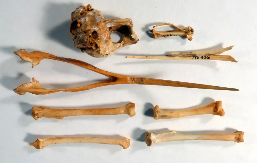 File:Upupa antaios holotype (USNM-PAL-175936).jpg