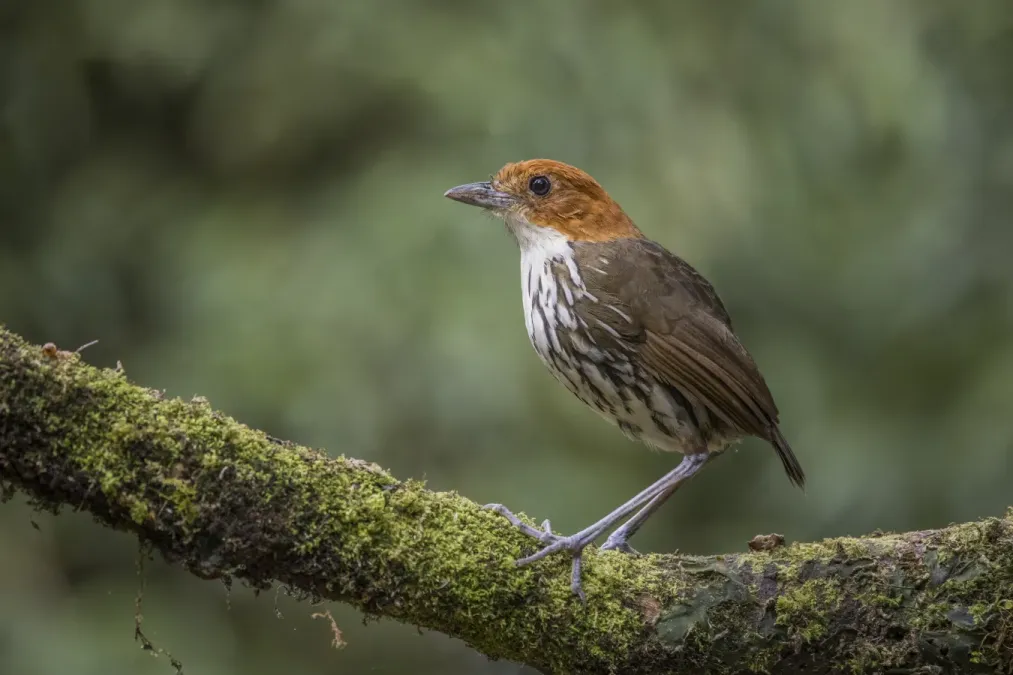 File:Chestnut-crowned antpitta (Grallaria ruficapilla ruficapilla) Caldas.jpg