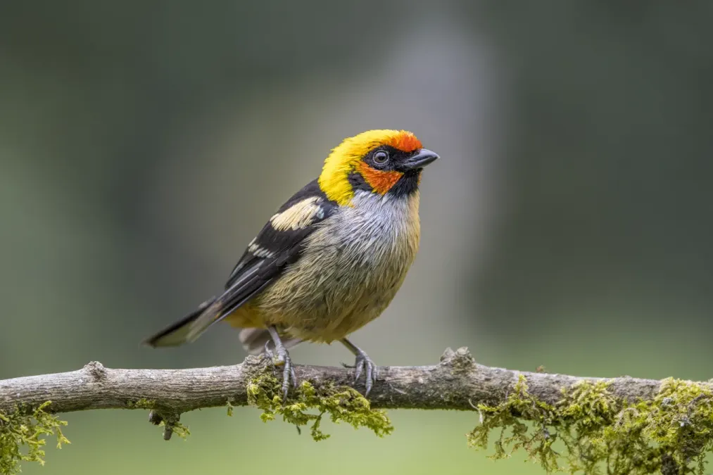 File:Flame-faced tanager (Tangara parzudakii parzudakii) Cundinamarca.jpg